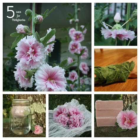 The Allure of Hollyhock: Captivating Gardens and Landscapes